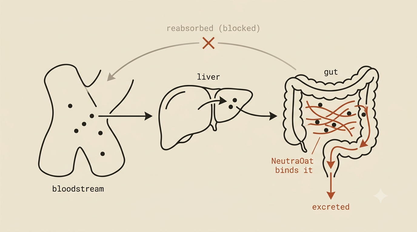 PFAS recirculate continuously between the gut and bloodstream via the liver; NeutraOat is designed to bind them in the gut so they leave the body instead of cycling back.